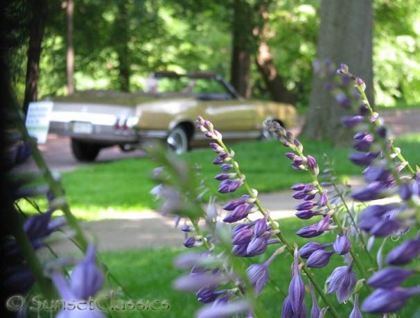 1970-cutlass-convertible-art-flower.jpg